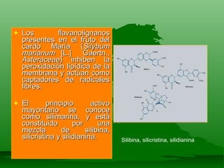 Los flavanolignanos presentes en el fruto del cardo María ( Silybum marianum  [L.]  Gaertn.,  Asteraceae ) inhiben la peroxidación lipídica de la membrana y actúan como captadores de radicales libres.  El principio activo mayoritario se conoce como silimarina, y está constituido por una mezcla de silibina, silicristina y silidianina. Silibina, silicristina, silidianina 