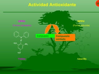 Actividad Antioxidante DPPH   (Forma reducida) DPPH   (Forma radicalaria) Compuesto Compuesto oxidado Violeta Amarillo N N H NO 2 O 2 N O 2 N un 