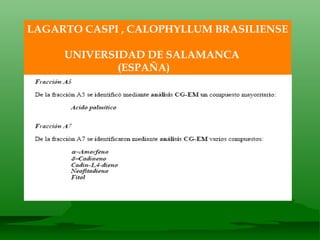 LAGARTO CASPI , CALOPHYLLUM BRASILIENSE UNIVERSIDAD DE SALAMANCA (ESPAÑA) 