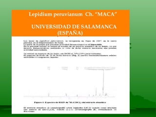 Lepidium peruvianum  Ch. “MACA” UNIVERSIDAD DE SALAMANCA (ESPAÑA) 