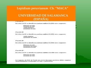 Lepidium peruvianum  Ch. “MACA” UNIVERSIDAD DE SALAMANCA (ESPAÑA) 