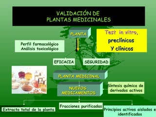 VALIDACIÓN DE  PLANTAS MEDICINALES PLANTA Perfil farmacológico Análisis toxicológico EFICACIA SEGURIDAD PLANTA MEDICINAL NUEVOS  MEDICAMENTOS Extracto total de la planta Fracciones purificadas Principios activos aislados e identificados Síntesis química de  derivados activos Test  in vitro,   preclínicos  Y clínicos 