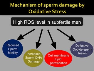 High ROS level in subfertile men



Reduced                                   Defective
 Sperm                                   Oocyte-sperm
 Motility    Increased                      fusion
                         Cell membrane
            Sperm DNA         Lipid
              Damage
                          peroxidation
 