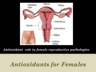 Antioxidant role in female reproductive pathologies



    Antioxidants for Females
 