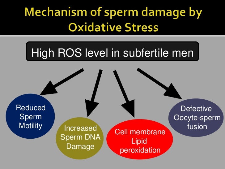 Best of Stress and sperm sperm Stress and