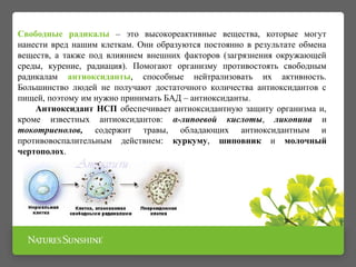 Презентация БАД Антиоксидант НСП | PPT