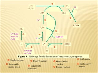 
                           Lipid                                               L•
                                                                                        O2
                           (LH)

                                           OH•                            H2O

                                                                                    
                                      Fe   2+
                                                  

                                                                                        LOO•
                                           H2O2
               1
                   O2
                                                                
    UV light                             
    heme Fe                                                         H2O, H+
    CoQ                            H  +



               O2                               O2-•                          HOO•
                                                               
                        NADPH                          H+
                        or CoQ
              Figure 5. Pathways for the formation of reactive oxygen species
  Singlet oxygen                                                        lipid radical
                          Peroxyl radical       Haber-Weiss
 Superoxide                                       reaction;             lipid peroxyl
  radical anion         Superoxide              Fenton reaction         radical
                          dismutase
 