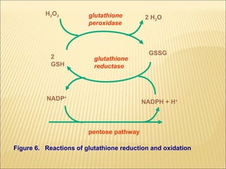 H2O2          glutathione        2 H2O
                        peroxidase



                                            GSSG
            2             glutathione
            GSH           reductase




          NADP+
                                          NADPH + H+



                        pentose pathway

Figure 6. Reactions of glutathione reduction and oxidation
 