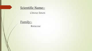 Scientific Name:-
Citrous limon
Family:-
Rutaceae
 