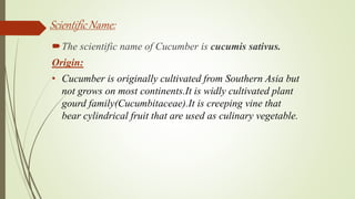 Scientific Name:
The scientific name of Cucumber is cucumis sativus.
Origin:
• Cucumber is originally cultivated from Southern Asia but
not grows on most continents.It is widly cultivated plant
gourd family(Cucumbitaceae).It is creeping vine that
bear cylindrical fruit that are used as culinary vegetable.
 