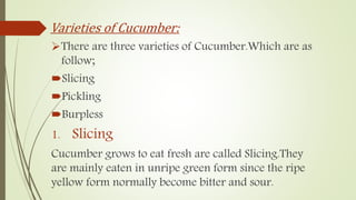 Varieties of Cucumber:
There are three varieties of Cucumber.Which are as
follow;
Slicing
Pickling
Burpless
1. Slicing
Cucumber grows to eat fresh are called Slicing.They
are mainly eaten in unripe green form since the ripe
yellow form normally become bitter and sour.
 
