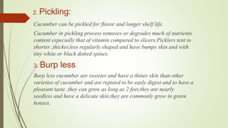 2. Pickling:
Cucumber can be pickled for flavor and longer shelf life.
Cucumber in pickling process removes or degrades much of nutrients
content especially that of vitamin compared to slicers.Picklers tent to
shorter ,thicker,less regularly shaped and have bumpy skin and with
tiny white or black dotted spines.
3. Burp less
Burp less cucumber are sweeter and have a thiner skin than other
varieties of cucumber and are reputed to be easly digest and to have a
pleasant taste ,they can grow as long as 2 feet,they are nearly
seedless and have a delicate skin.they are commonly grow in green
houses.
 