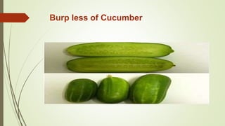 Burp less of Cucumber
 