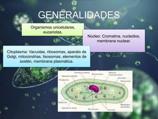 GENERALIDADES
Organismos unicelulares,
eucariotas.
Núcleo: Cromatina, nucleólos,
membrana nuclear.
Citoplasma: Vacuolas, ribosomas, aparato de
Golgi, mitocondrias, lisosomas, elementos de
sostén, membrana plasmática.
 