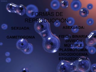 FORMAS DE
REPRODUCCIÓN
ASEXUADA:
FISIÓN BINARIA.
DIVISIÓN
MÚLTIPLE.
PLASMOTOMÍA.
ENDODIOGENIA.
ESQUIZOGONIA.
SEXUADA:
GAMETOGONIA
 