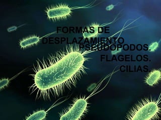 FORMAS DE
DESPLAZAMIENTO
PSEUDÓPODOS.
FLAGELOS.
CILIAS.
 