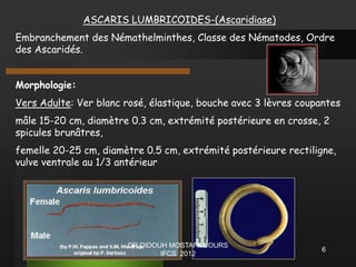 ASCARIS LUMBRICOIDES-(Ascaridiase)
Embranchement des Némathelminthes, Classe des Nématodes, Ordre
des Ascaridés.
Morphologie:
Vers Adulte: Ver blanc rosé, élastique, bouche avec 3 lèvres coupantes
mâle 15-20 cm, diamètre 0.3 cm, extrémité postérieure en crosse, 2
spicules brunâtres,
femelle 20-25 cm, diamètre 0.5 cm, extrémité postérieure rectiligne,
vulve ventrale au 1/3 antérieur
6
DR DIDOUH MOSTAFA COURS
IFCS 2012
 