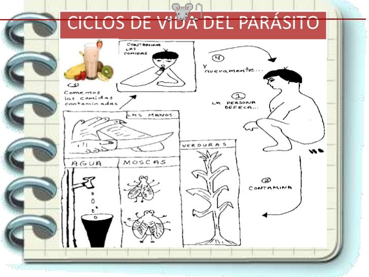 Las pastillas de los parásitos en los órganos en todos