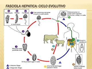 FASCIOLA HEPATICA: CICLO EVOLUTIVO
 