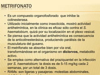 METRIFONATO
 • Es un compuesto organofosforado que inhibe la
   colinesterasa.
 • Utilizado inicialmente como insecticida, mostró actividad
   antihelmíntica, en la clínica es eficaz sólo contra el S.
   haematobium, quizá por su localización en el plexo vesical.
 • Se piensa que la actividad antihelmíntica es consecuencia
   de la anticolinesterásica, produciendo parálisis de la
   musculatura del gusano.
 • El metrifonato se absorbe bien por vía oral,
   transformándose en el organismo en diclorvos, metabolito
   activo.
 • Se emplea como alternativa del praziquantel en la infección
   por S. haematobium; la dosis es de 5-15 mg/kg cada 2
   semanas, por un total de 3 dosis.
 • RAMs: son ligeras y pasajeras: molestias abdominales,
 