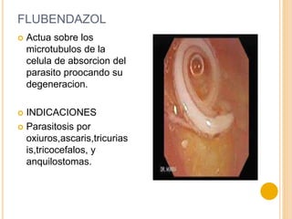 FLUBENDAZOL
 Actua sobre los
microtubulos de la
celula de absorcion del
parasito proocando su
degeneracion.
 INDICACIONES
 Parasitosis por
oxiuros,ascaris,tricurias
is,tricocefalos, y
anquilostomas.
 