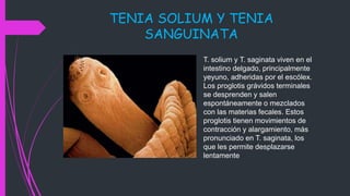 TENIA SOLIUM Y TENIA
SANGUINATA
T. solium y T. saginata viven en el
intestino delgado, principalmente
yeyuno, adheridas por el escólex.
Los proglotis grávidos terminales
se desprenden y salen
espontáneamente o mezclados
con las materias fecales. Estos
proglotis tienen movimientos de
contracción y alargamiento, más
pronunciado en T. saginata, los
que les permite desplazarse
lentamente
 