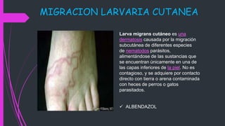MIGRACION LARVARIA CUTANEA
Larva migrans cutáneo es una
dermatosis causada por la migración
subcutánea de diferentes especies
de nematodos parásitos,
alimentándose de las sustancias que
se encuentran únicamente en una de
las capas inferiores de la piel. No es
contagioso, y se adquiere por contacto
directo con tierra o arena contaminada
con heces de perros o gatos
parasitados.
 ALBENDAZOL
 