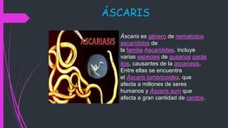 ÁSCARIS
Áscaris es género de nematodos
ascarídidos de
la familia Ascarididae. Incluye
varias especies de gusanos parás
itos, causantes de la ascariasis.
Entre ellas se encuentra
el Áscaris lumbricoides, que
afecta a millones de seres
humanos y Áscaris sum que
afecta a gran cantidad de cerdos.
 