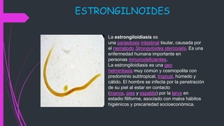 ESTRONGILNOIDES
La estrongiloidiasis es
una parasitosis intestinal tisular, causada por
el nematodo Strongyloides stercoralis. Es una
enfermedad humana importante en
personas inmunodeficientes.
La estrongiloidiasis es una geo
helmintiasis muy común y cosmopolita con
predominio subtropical, tropical, húmedo y
cálido. El hombre se infecta por la penetración
de su piel al estar en contacto
(manos, pies y espalda) por la larva en
estadio filiforme, asociado con malos hábitos
higiénicos y precariedad socioeconómica.
 