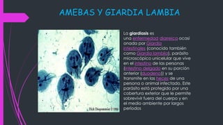 AMEBAS Y GIARDIA LAMBIA
La giardiasis es
una enfermedad diarreica ocasi
onada por Giardia
intestinales (conocido también
como Giardia lamblia), parásito
microscópico unicelular que vive
en el intestino de las personas
(intestino delgado en su porción
anterior (duodeno)) y se
transmite en las heces de una
persona o animal infectado. Este
parásito está protegido por una
cobertura exterior que le permite
sobrevivir fuera del cuerpo y en
el medio ambiente por largos
períodos
 