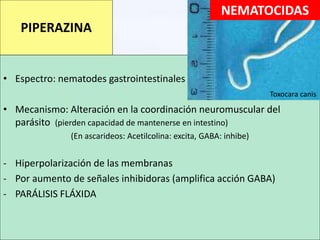 • Espectro: nematodes gastrointestinales
• Mecanismo: Alteración en la coordinación neuromuscular del
parásito (pierden capacidad de mantenerse en intestino)
(En ascarideos: Acetilcolina: excita, GABA: inhibe)
- Hiperpolarización de las membranas
- Por aumento de señales inhibidoras (amplifica acción GABA)
- PARÁLISIS FLÁXIDA
PIPERAZINA
Toxocara canis
NEMATOCIDAS
 