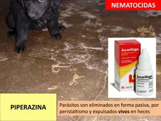 PIPERAZINA
NEMATOCIDAS
Parásitos son eliminados en forma pasiva, por
peristaltismo y expulsados vivos en heces
 