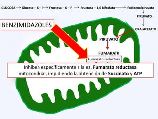 GLUCOSA Glucosa – 6 – P Fructosa – 6 – P Fructosa – 1,6 bifosfato Fosfoenolpiruvato
PIRUVATO
OXALACETATO
PIRUVATO
FUMARATO
ATP SUCCINATO
Fumarato reductasa
BENZIMIDAZOLES
Inhiben específicamente a la ez. Fumarato reductasa
mitocondrial, impidiendo la obtención de Succinato y ATP
 