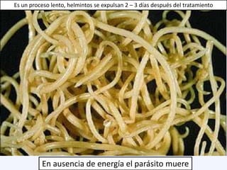 En ausencia de energía el parásito muere
Es un proceso lento, helmintos se expulsan 2 – 3 días después del tratamiento
 