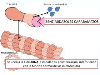 TUBULINA Sustancias de bajo PM
BENZIMIDAZOLES CARABAMATOS
Se unen a la TUBULINA e impiden su polimerización, interfiriendo
con la función normal de los microtúbulos
MICROTÚBULOS
 