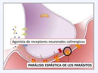 Agonista de receptores neuronales colinergicos
PARÁLISIS ESPÁSTICA DE LOS PARÁSITOS
 