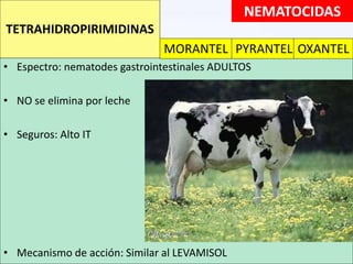 • Espectro: nematodes gastrointestinales ADULTOS
• NO se elimina por leche
• Seguros: Alto IT
• Mecanismo de acción: Similar al LEVAMISOL
NEMATOCIDAS
TETRAHIDROPIRIMIDINAS
MORANTEL PYRANTEL OXANTEL
 