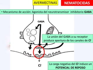 • Mecanismo de acción: Agonista del neurotransmisor inhibitorio GABA
La unión del GABA a su receptor
produce apertura de los canales de Cl-
La carga negativa del Cl- induce un
POTENCIAL DE REPOSO
Cl-
AVERMECTINAS NEMATOCIDAS
 
