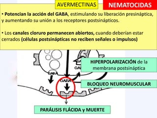 Cl-
• Potencian la acción del GABA, estimulando su liberación presináptica,
y aumentando su unión a los receptores postsinápticos.
• Los canales cloruro permanecen abiertos, cuando deberían estar
cerrados (células postsinápticas no reciben señales o impulsos)
NEMATOCIDASAVERMECTINAS
HIPERPOLARIZACIÓN de la
membrana postsináptica
BLOQUEO NEUROMUSCULAR
PARÁLISIS FLÁCIDA y MUERTE
 
