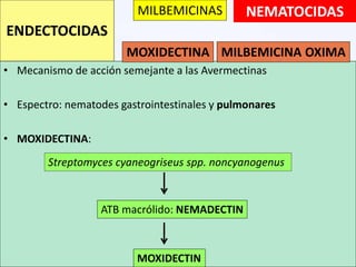 NEMATOCIDAS
• Mecanismo de acción semejante a las Avermectinas
• Espectro: nematodes gastrointestinales y pulmonares
• MOXIDECTINA:
ENDECTOCIDAS
MOXIDECTINA MILBEMICINA OXIMA
MILBEMICINAS
Streptomyces cyaneogriseus spp. noncyanogenus
ATB macrólido: NEMADECTIN
MOXIDECTIN
 