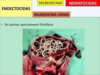 • En caninos: para prevenir Dirofilaria
NEMATOCIDAS
ENDECTOCIDAS
MILBEMICINAS
MILBEMICINA OXIMA
 