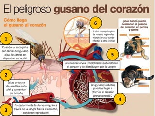 Cuando un mosquito
con larvas del gusano
pica, las larvas se
depositan en la piel
Estas larvas se
desarrollan en la
piel y aumentan
de tamaño
Posteriormente las larvas migran a
través de la sangre hasta el corazón,
donde se reproducen
Las nuevas larvas (microfilarias) abandonan
el corazón y se distribuyen por la sangre
Los gusanos adultos
pueden llegar a
obstruir el corazón
provocanco ICC
Si otro mosquito pica
de nuevo, ingiere las
microfilarias y puede
infestar a otro animal1
2
3
4
5
6
 