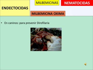 • En caninos: para prevenir Dirofilaria
NEMATOCIDAS
ENDECTOCIDAS
MILBEMICINAS
MILBEMICINA OXIMA
 