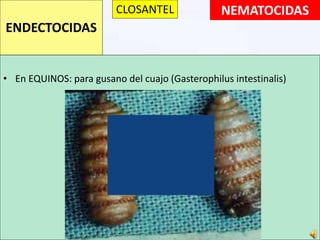 NEMATOCIDAS
• En EQUINOS: para gusano del cuajo (Gasterophilus intestinalis)
ENDECTOCIDAS
CLOSANTEL
 