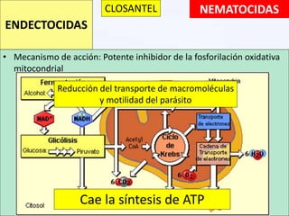 NEMATOCIDAS
• Mecanismo de acción: Potente inhibidor de la fosforilación oxidativa
mitocondrial
ENDECTOCIDAS
CLOSANTEL
Cae la síntesis de ATP
Reducción del transporte de macromoléculas
y motilidad del parásito
 