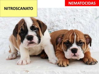 NITROSCANATO
NEMATOCIDAS
 