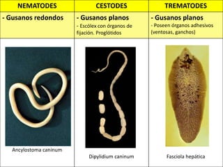 NEMATODES CESTODES TREMATODES
- Gusanos redondos - Gusanos planos
- Escólex con órganos de
fijación. Proglótidos
- Gusanos planos
- Poseen órganos adhesivos
(ventosas, ganchos)
Ancylostoma caninum
Dipylidium caninum Fasciola hepática
 