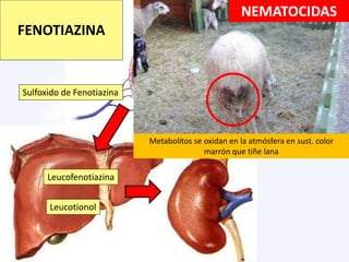 Sulfoxido de Fenotiazina
Leucofenotiazina
Leucotionol
FENOTIAZINA
NEMATOCIDAS
Metabolitos se oxidan en la atmósfera en sust. color
marrón que tiñe lana
 