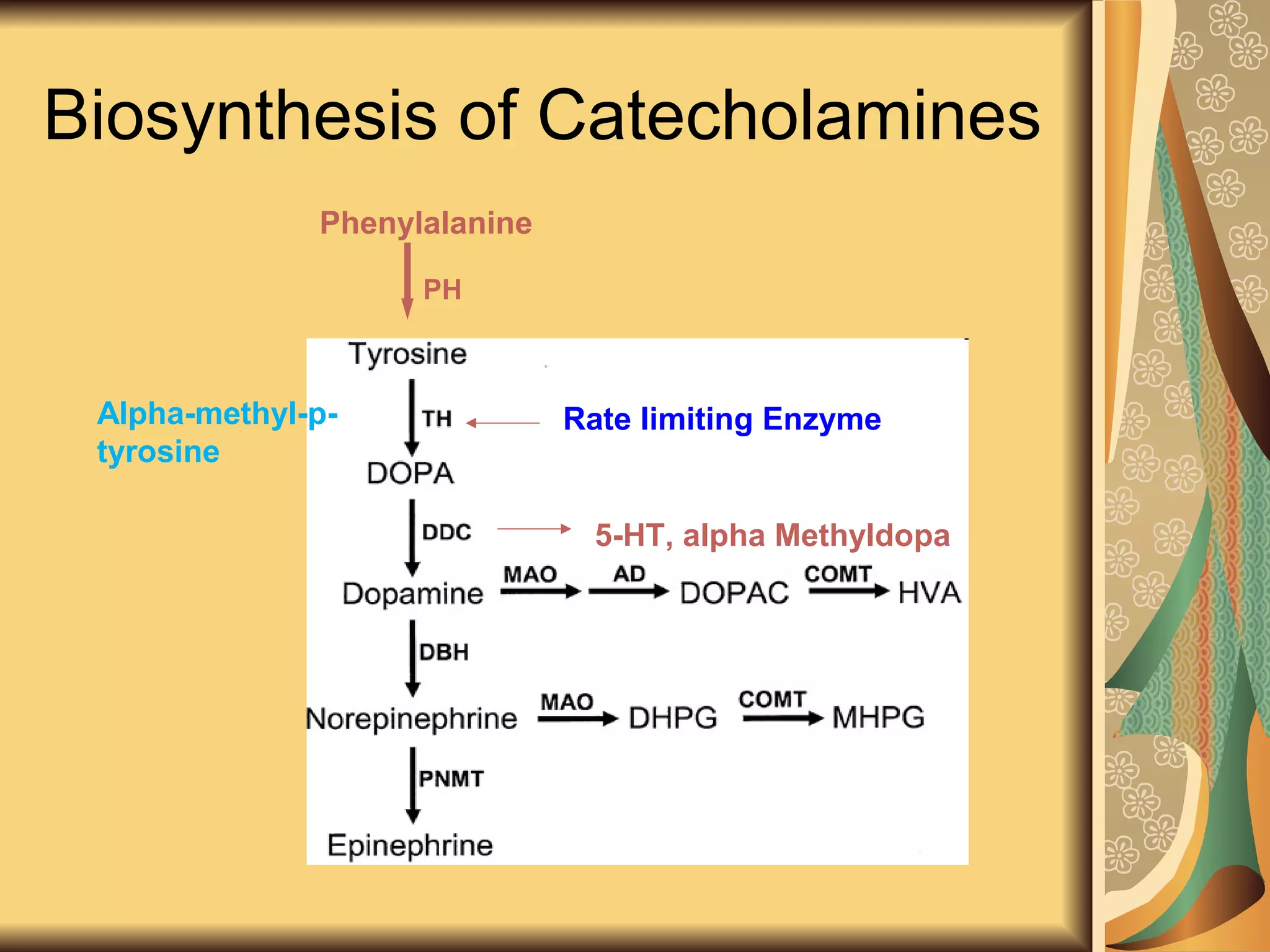 Biosynthesis of Catecholamines
Phenylalanine
PH
Rate limiting Enzyme
5-HT, alpha Methyldopa
Alpha-methyl-p-
tyrosine
 