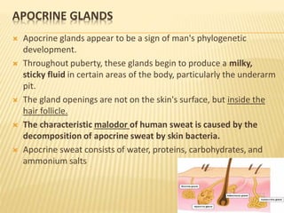 APOCRINE GLANDS
 Apocrine glands appear to be a sign of man's phylogenetic
development.
 Throughout puberty, these glands begin to produce a milky,
sticky fluid in certain areas of the body, particularly the underarm
pit.
 The gland openings are not on the skin's surface, but inside the
hair follicle.
 The characteristic malodor of human sweat is caused by the
decomposition of apocrine sweat by skin bacteria.
 Apocrine sweat consists of water, proteins, carbohydrates, and
ammonium salts
 